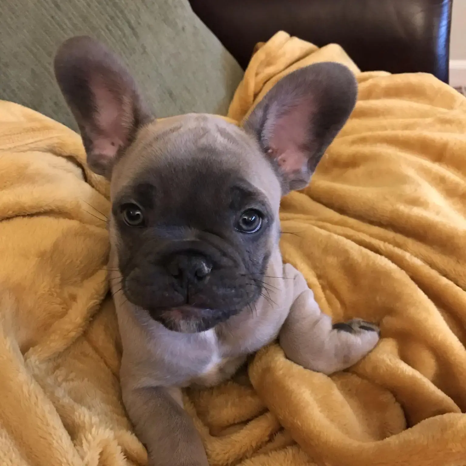 French Bulldog