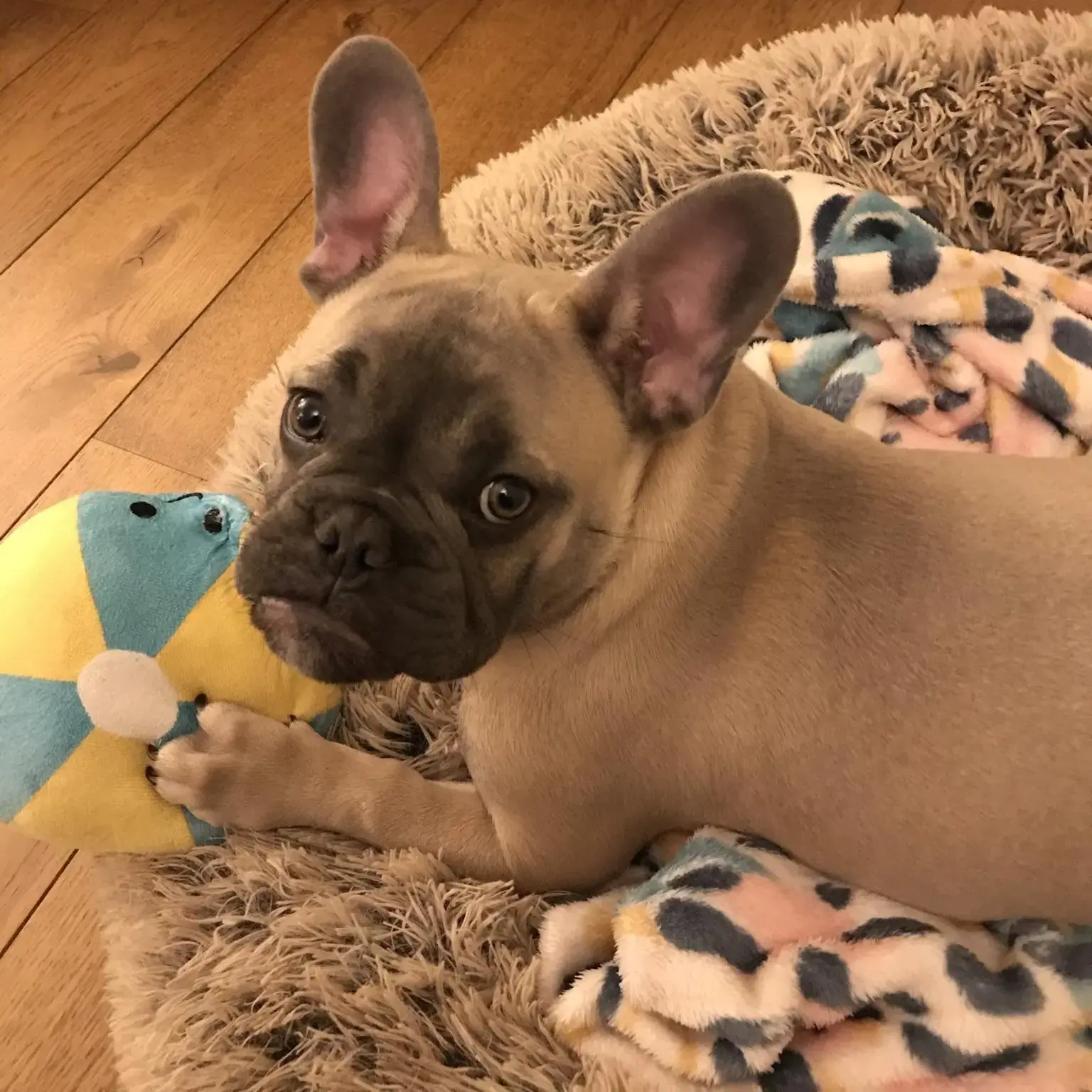 French Bulldog