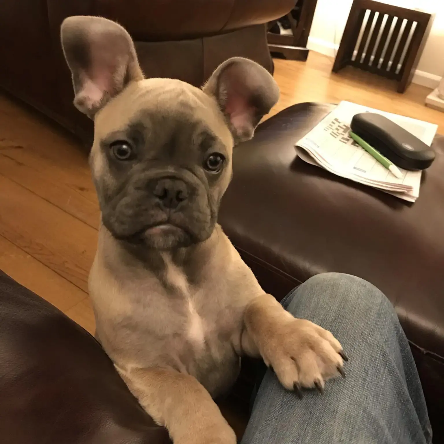 French Bulldog