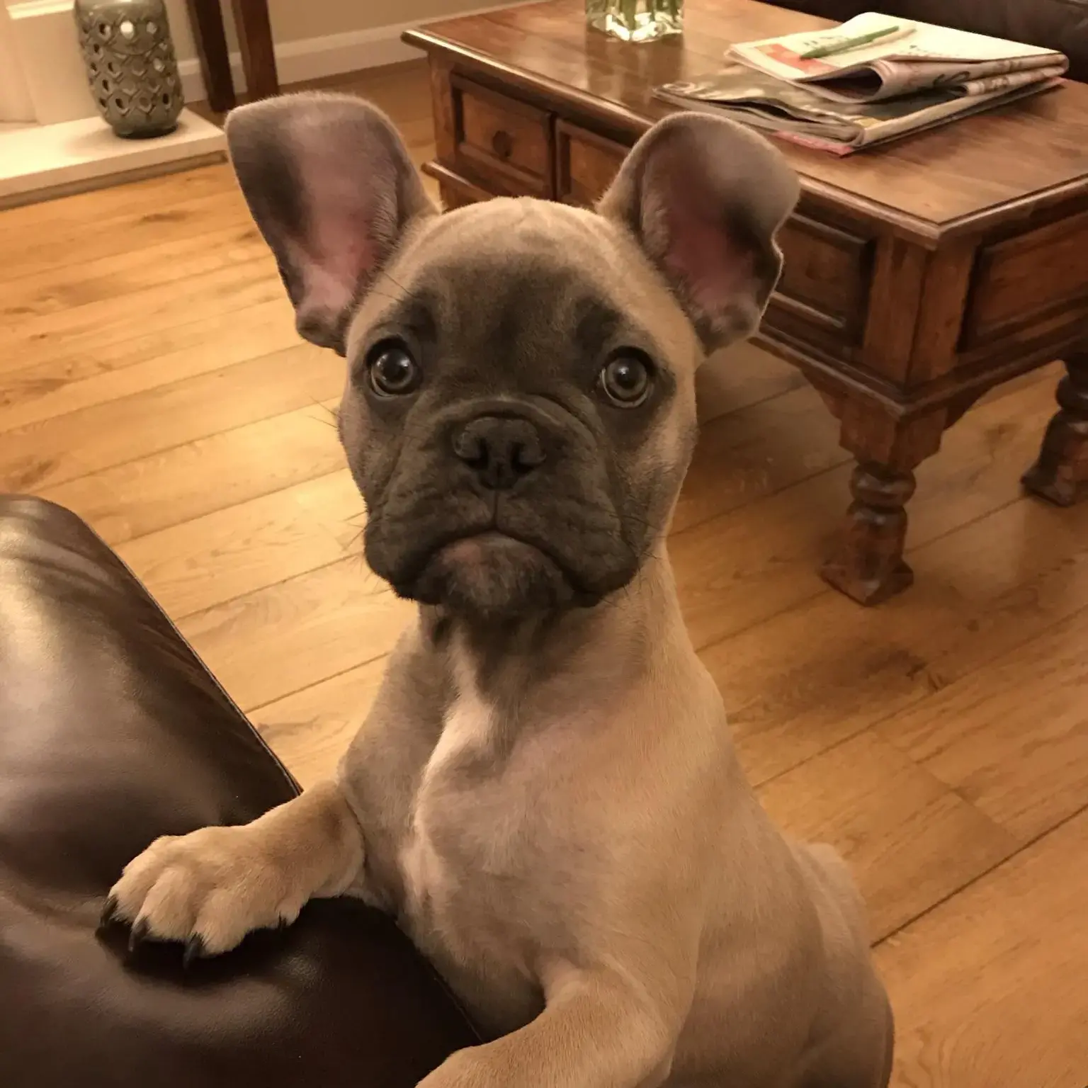 French Bulldog