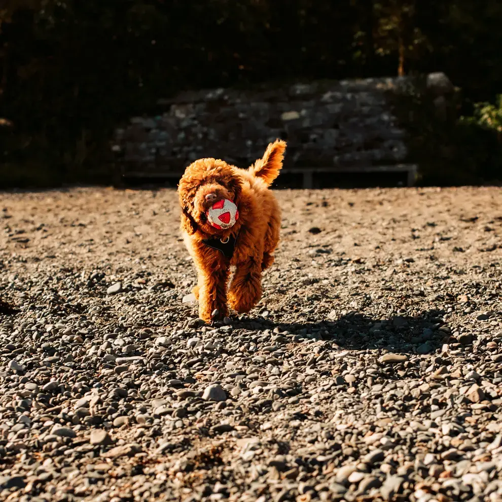 Poodle (Miniature)