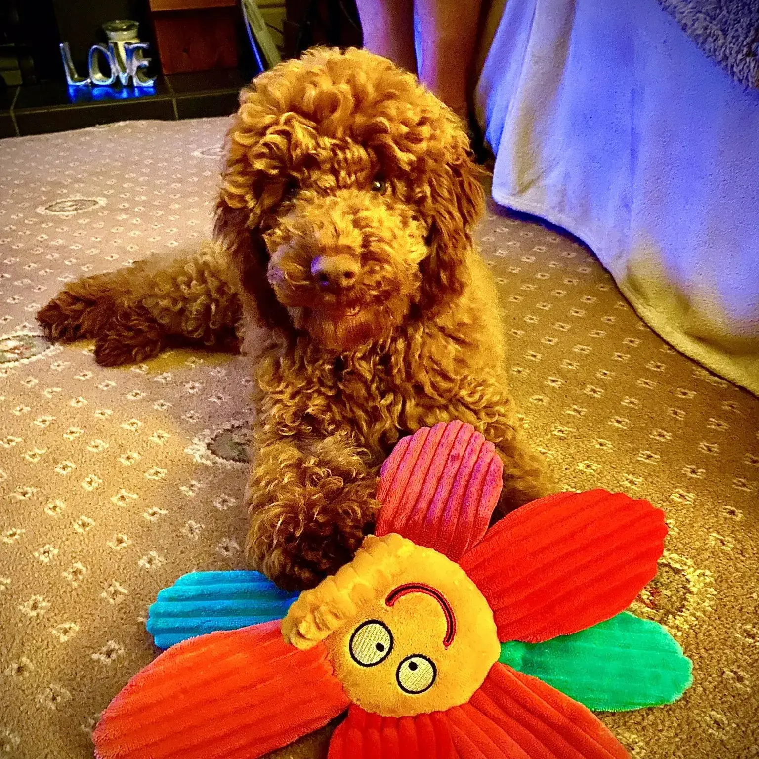 Poodle (Miniature)