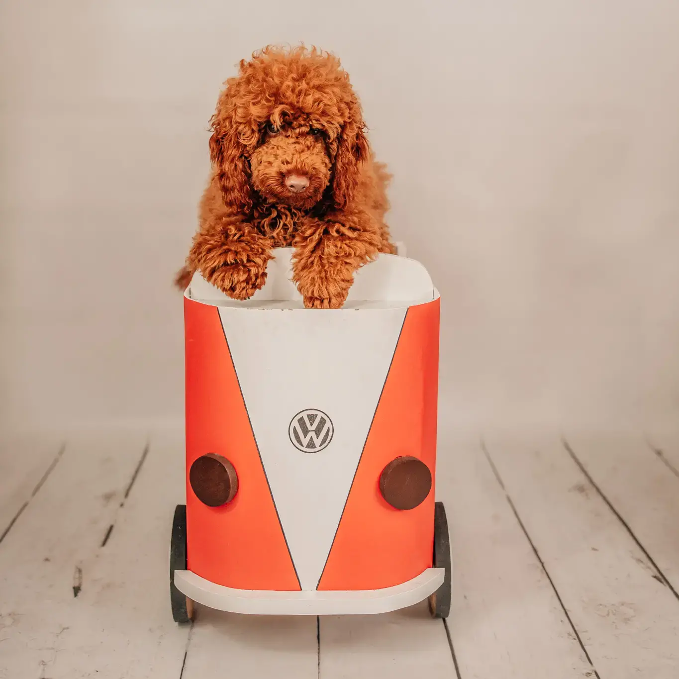 Poodle (Miniature)