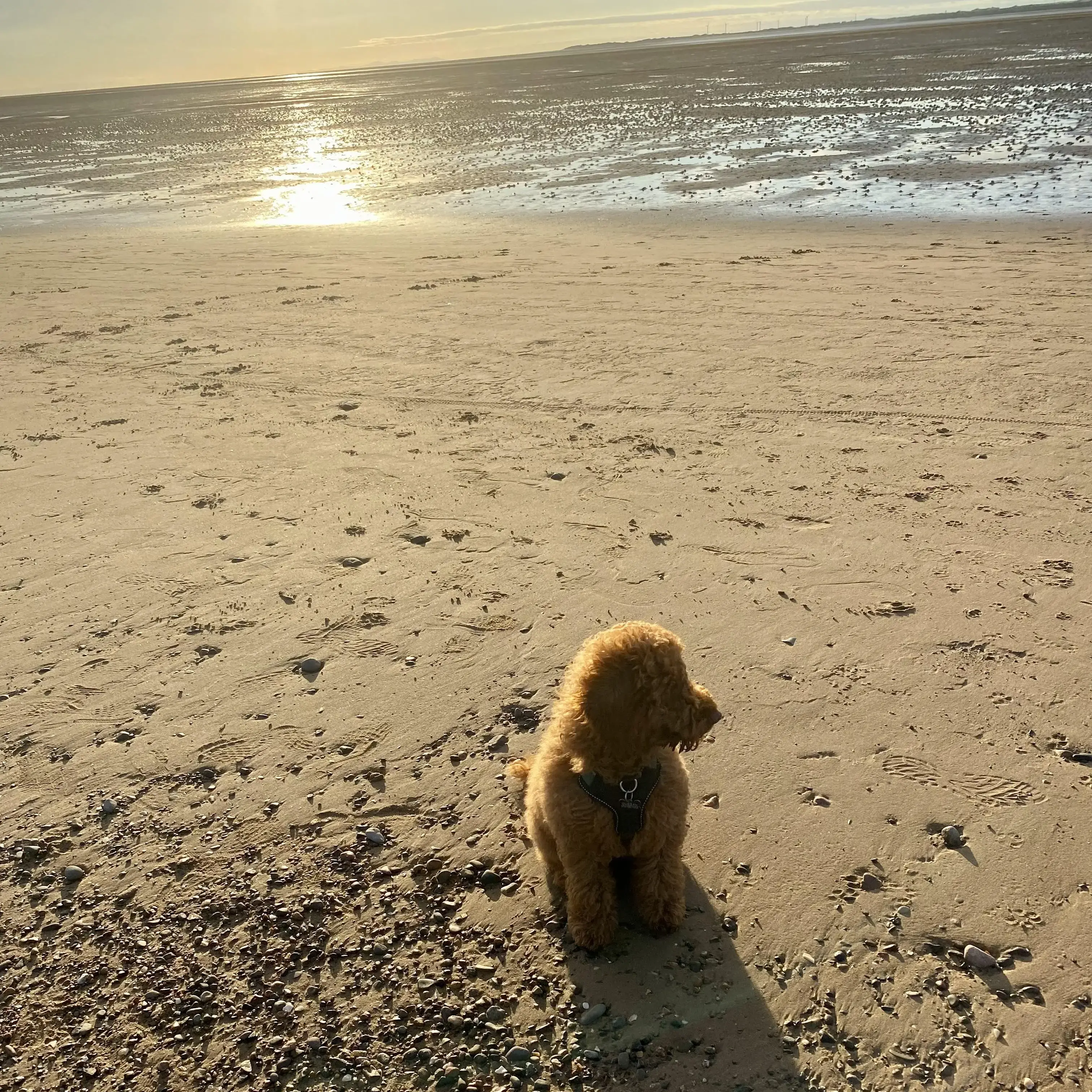 Poodle (Miniature)