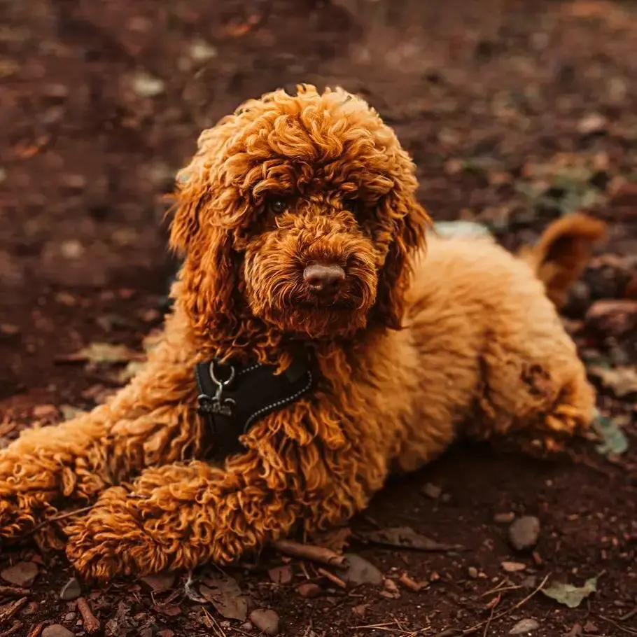 Poodle (Miniature)