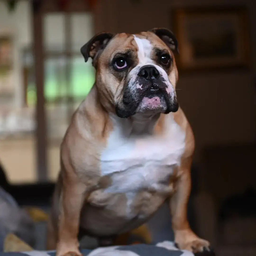 Bulldog