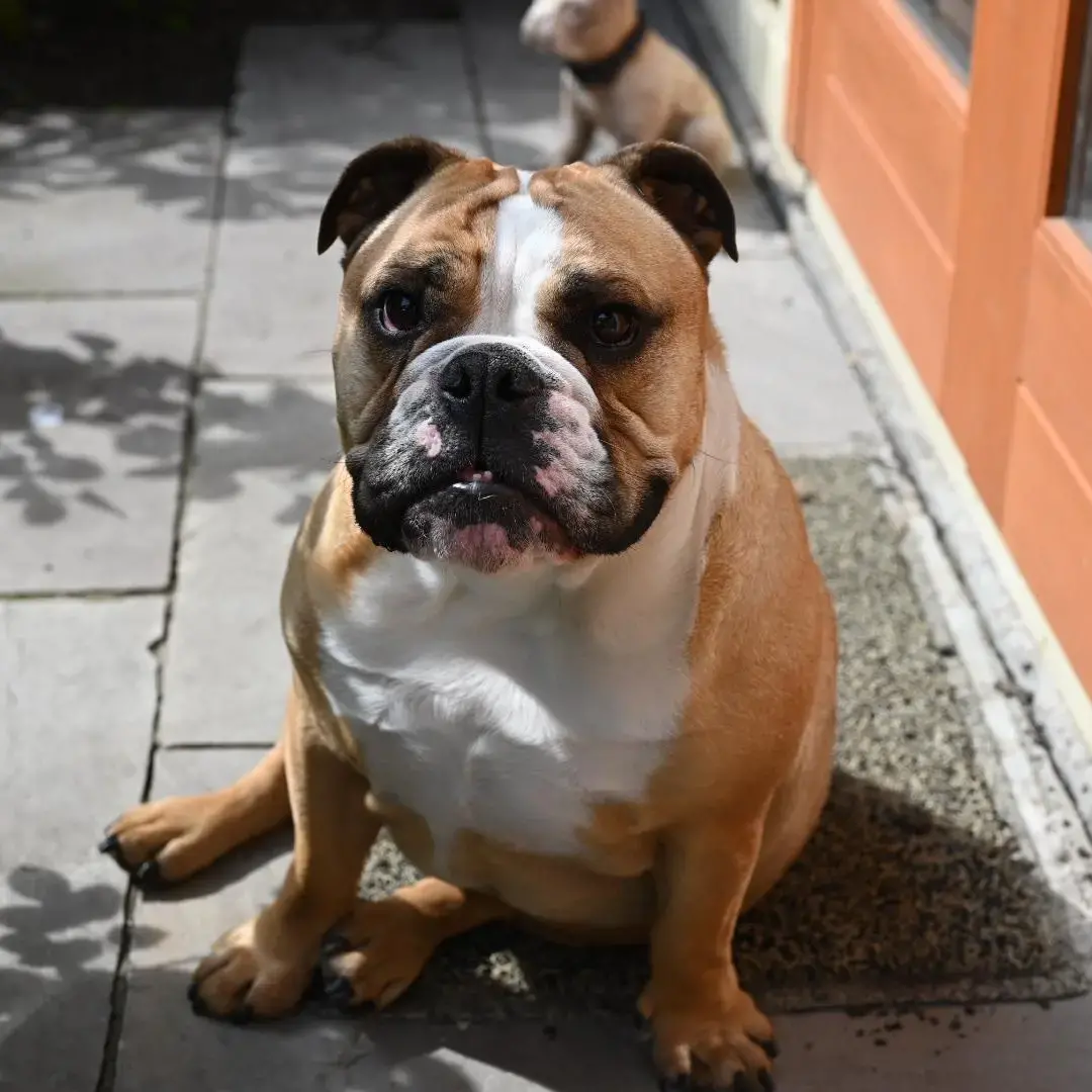 Bulldog