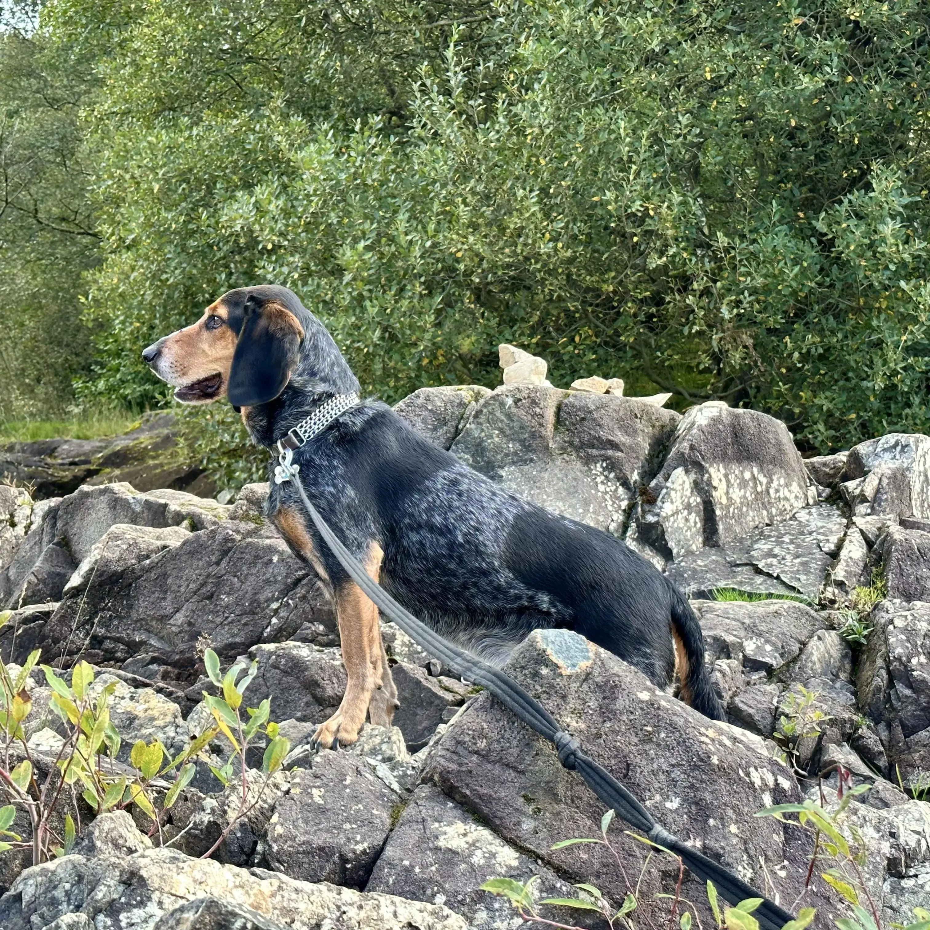 Basset Hound