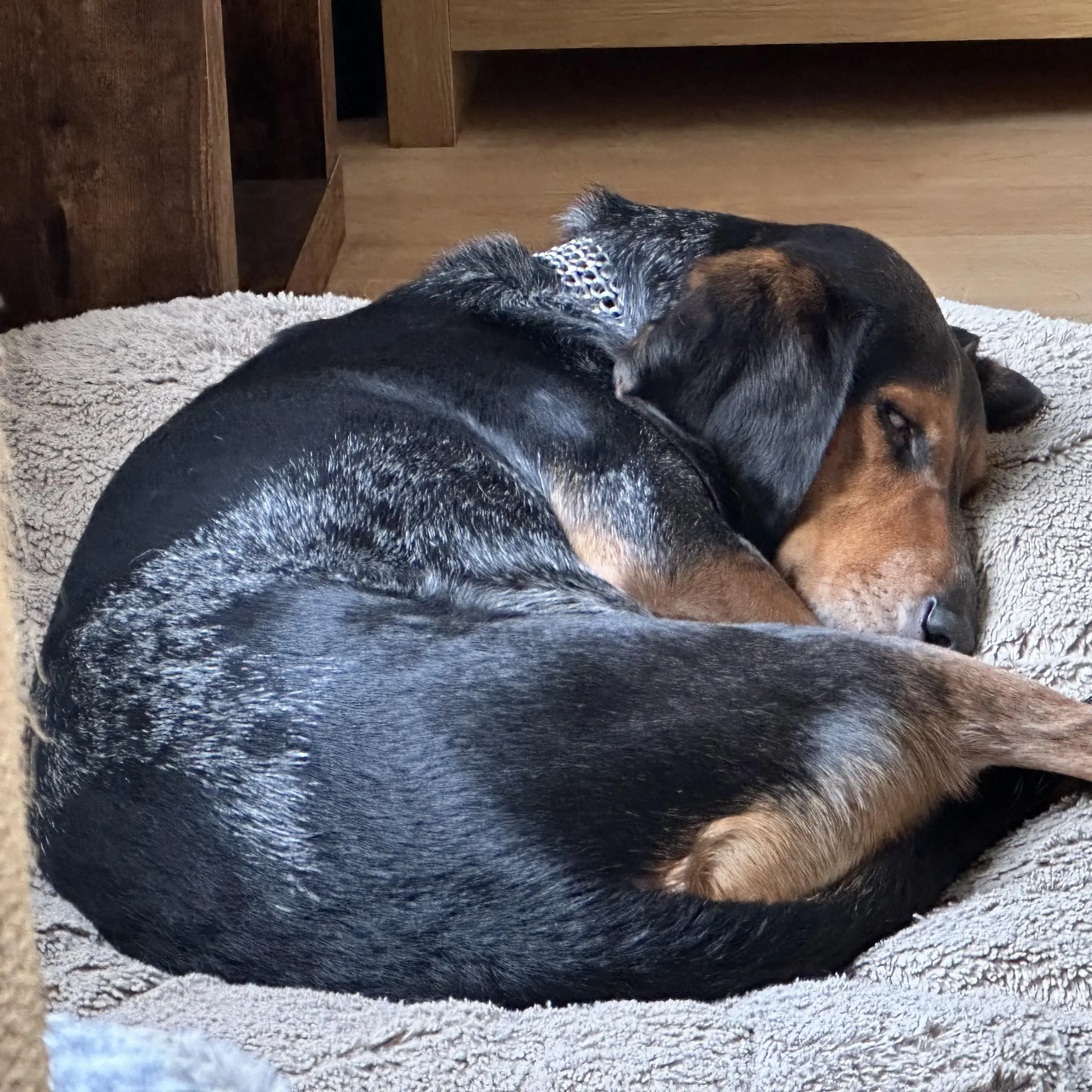 Basset Hound