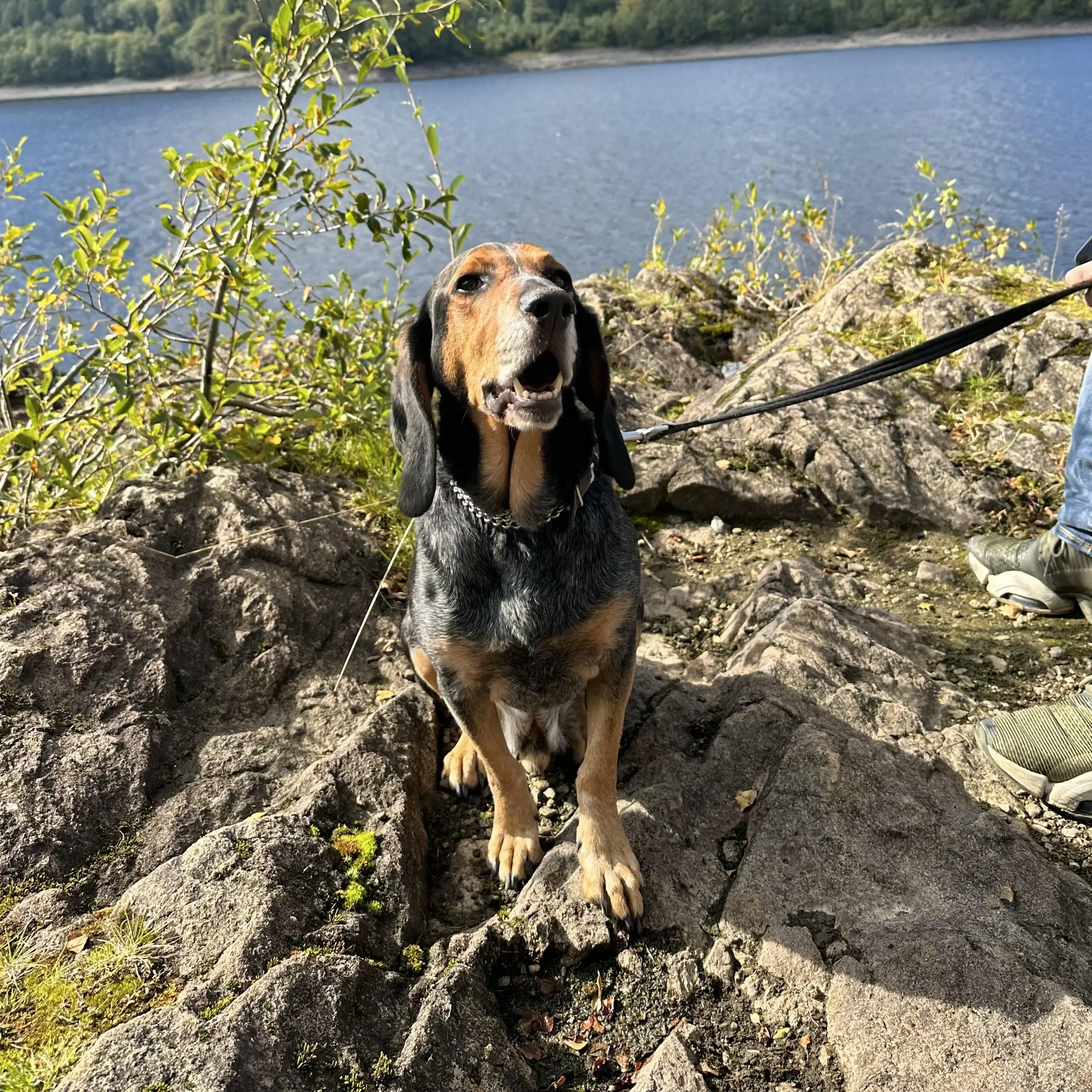Basset Hound