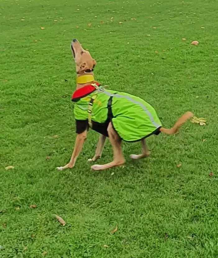 Lurcher