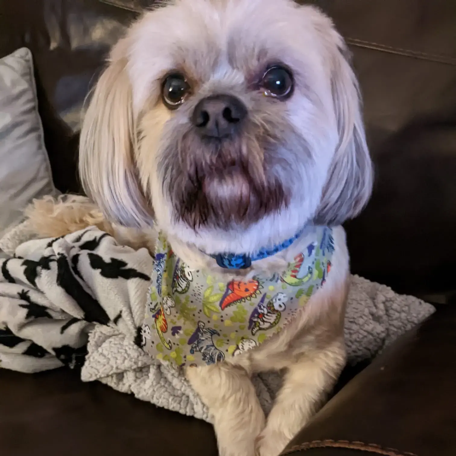 Lhasa Apso