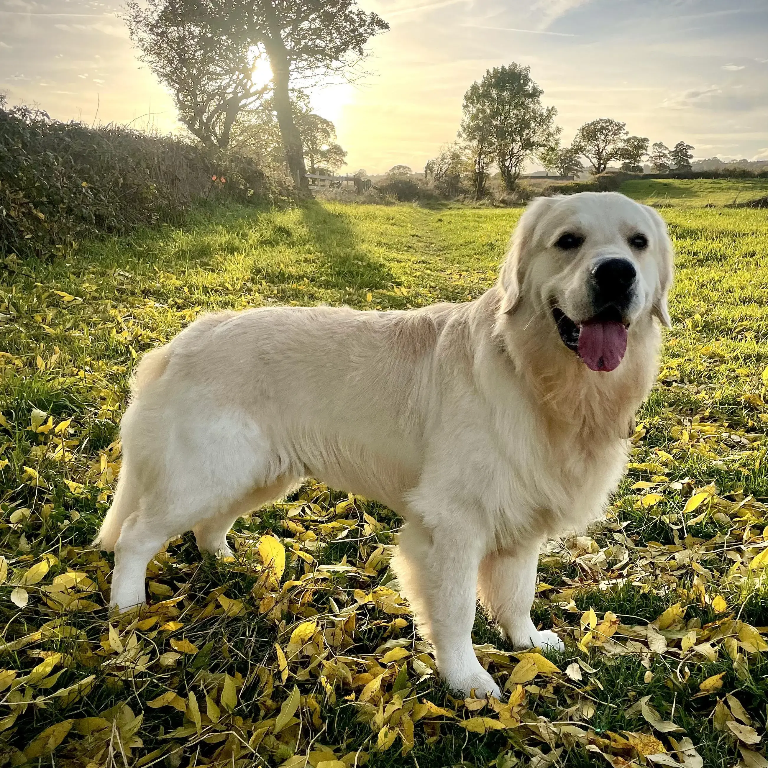 Golden Retriever