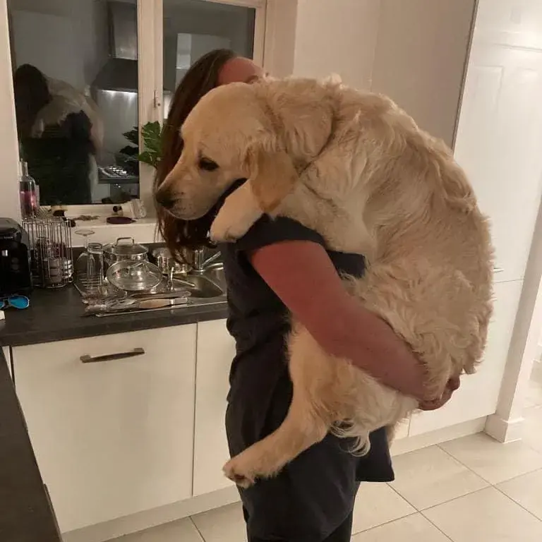 Golden Retriever
