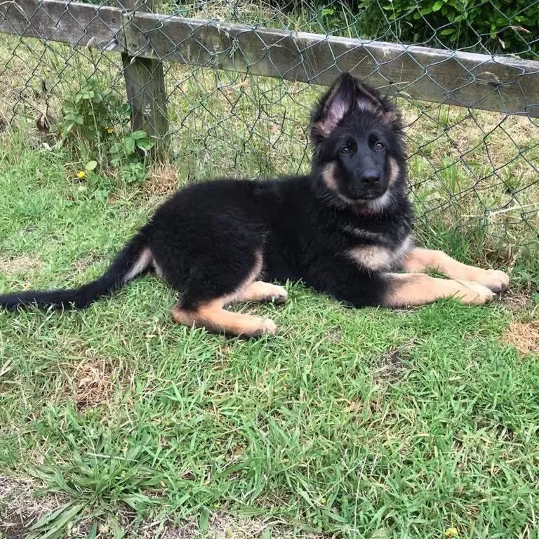 German Shepherd Dog