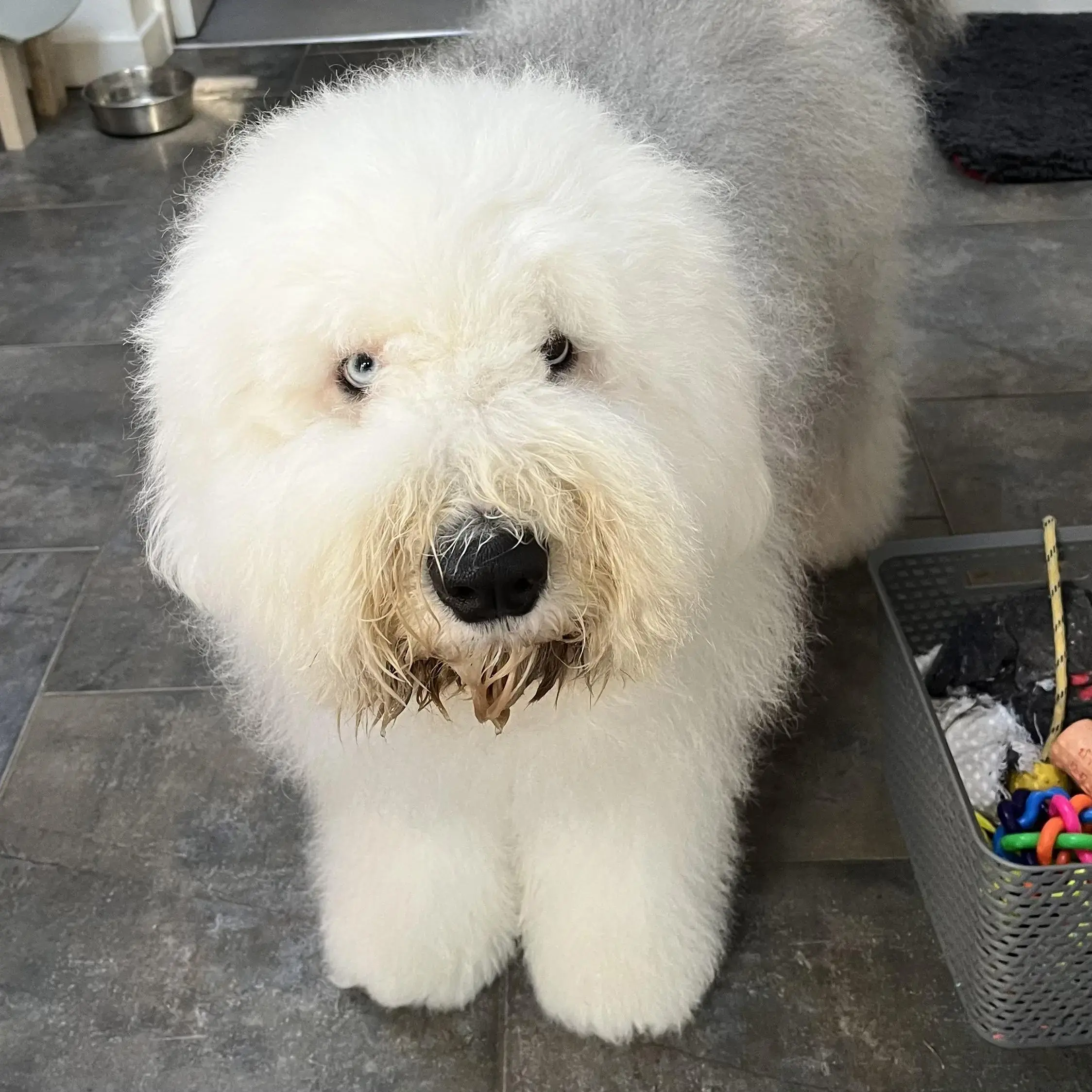 Old English Sheepdog