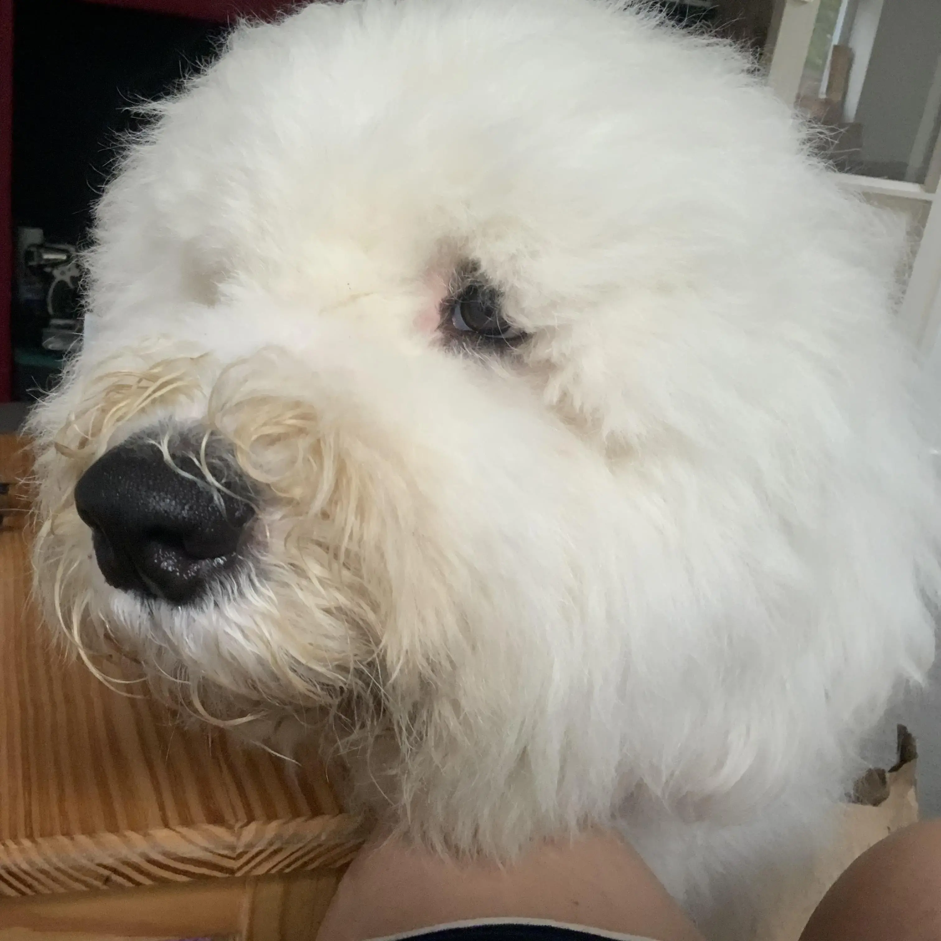 Old English Sheepdog