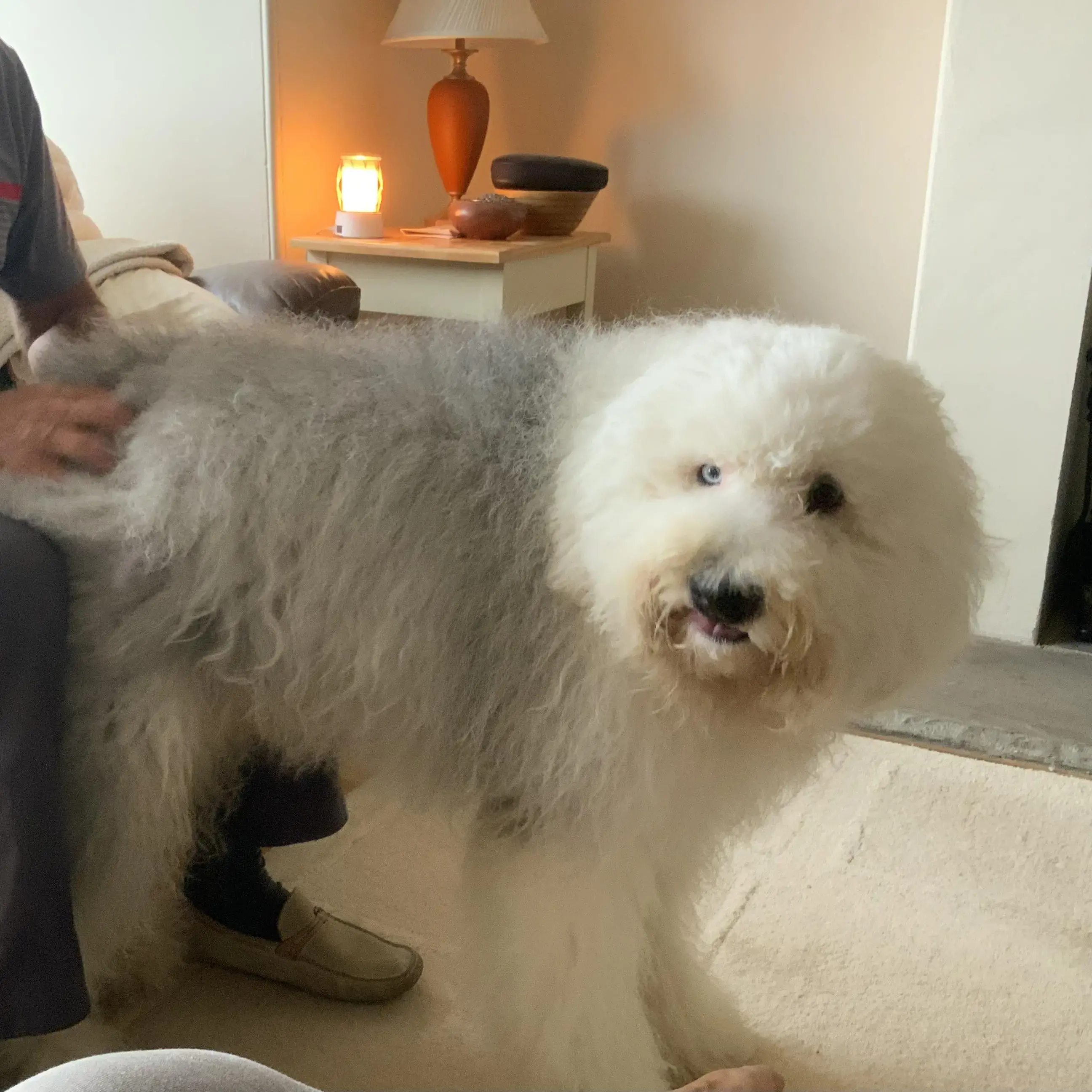 Old English Sheepdog