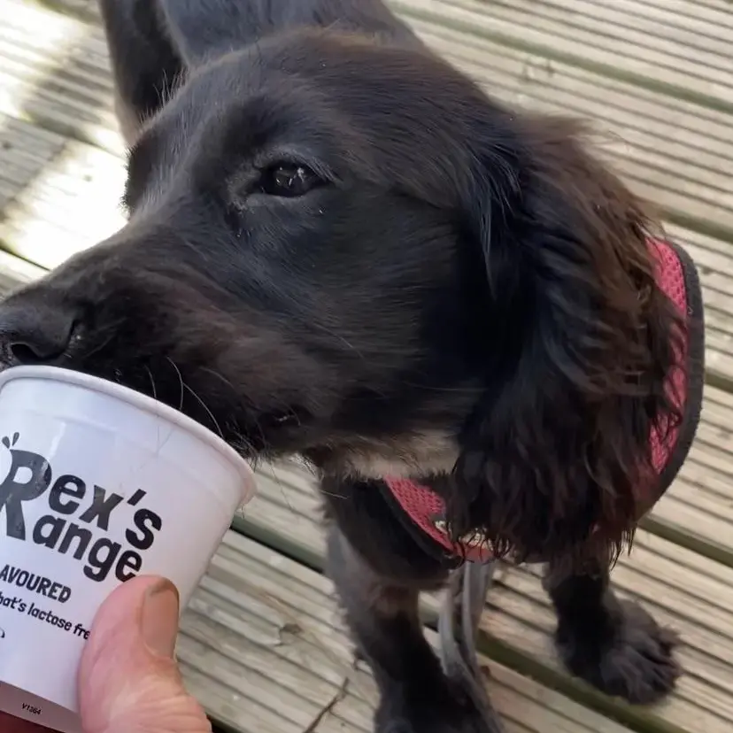 Cocker Spaniel (English)