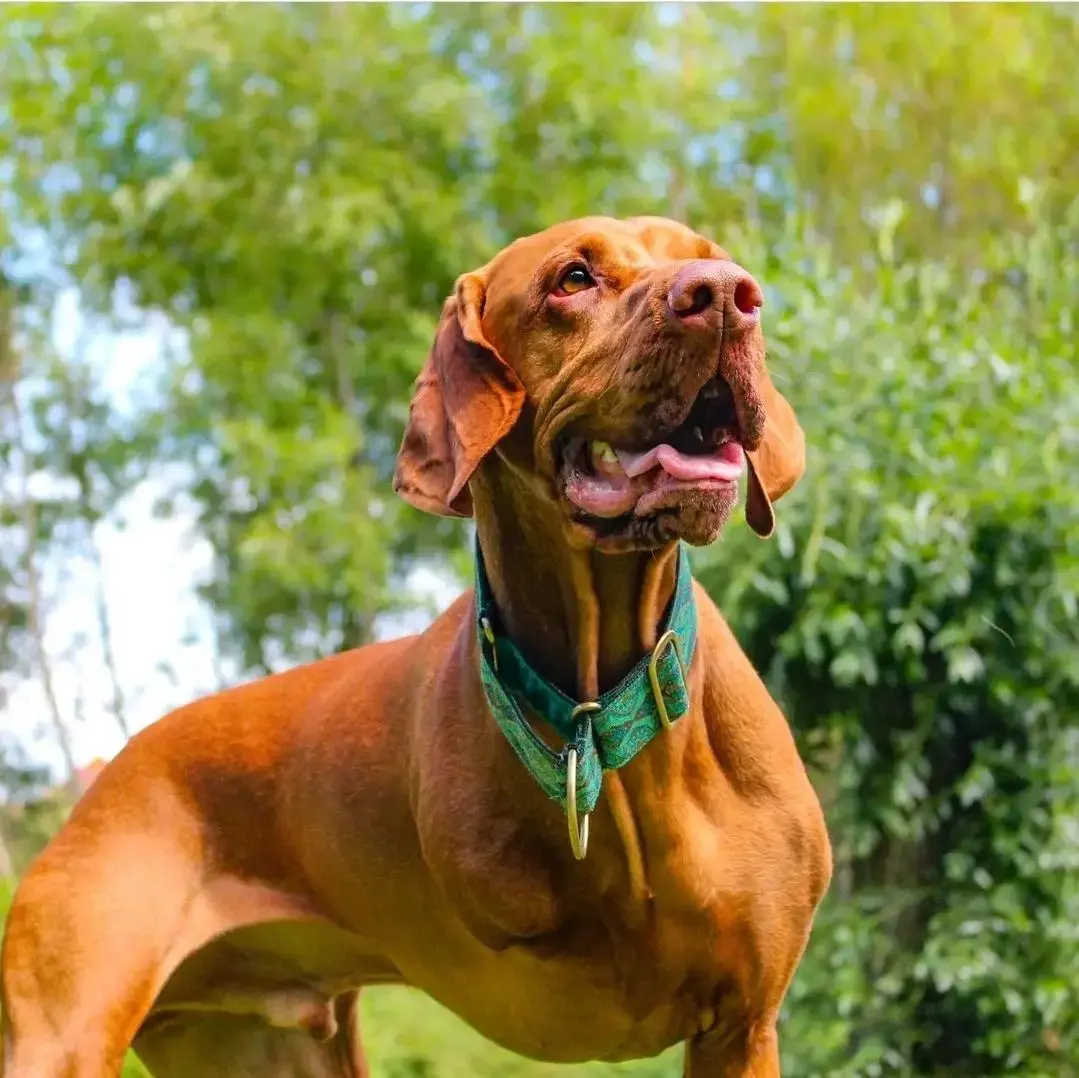 Hungarian Vizsla