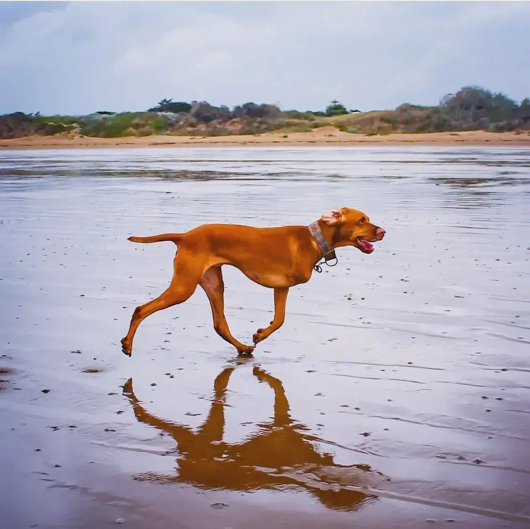 Hungarian Vizsla