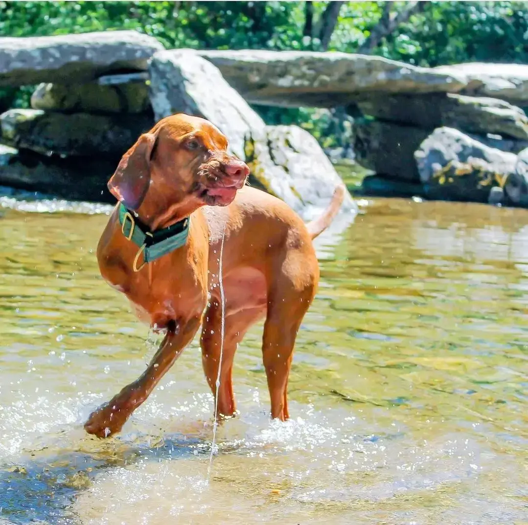 Hungarian Vizsla