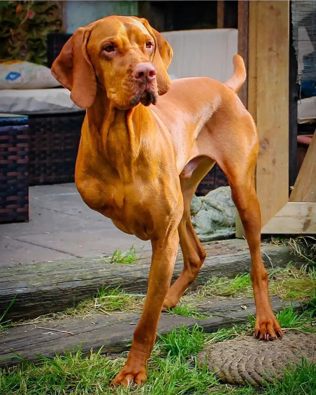 Hungarian Vizsla
