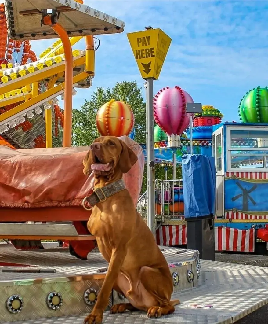 Hungarian Vizsla