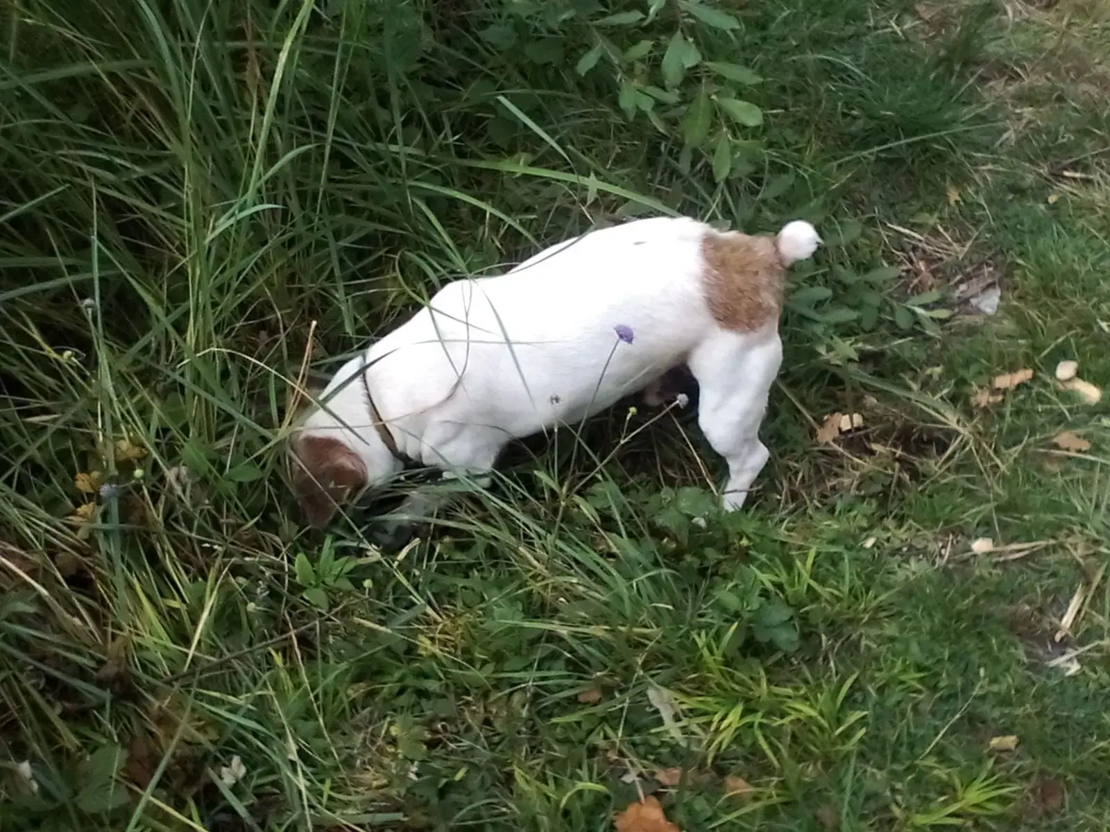 Jack Russell Terrier