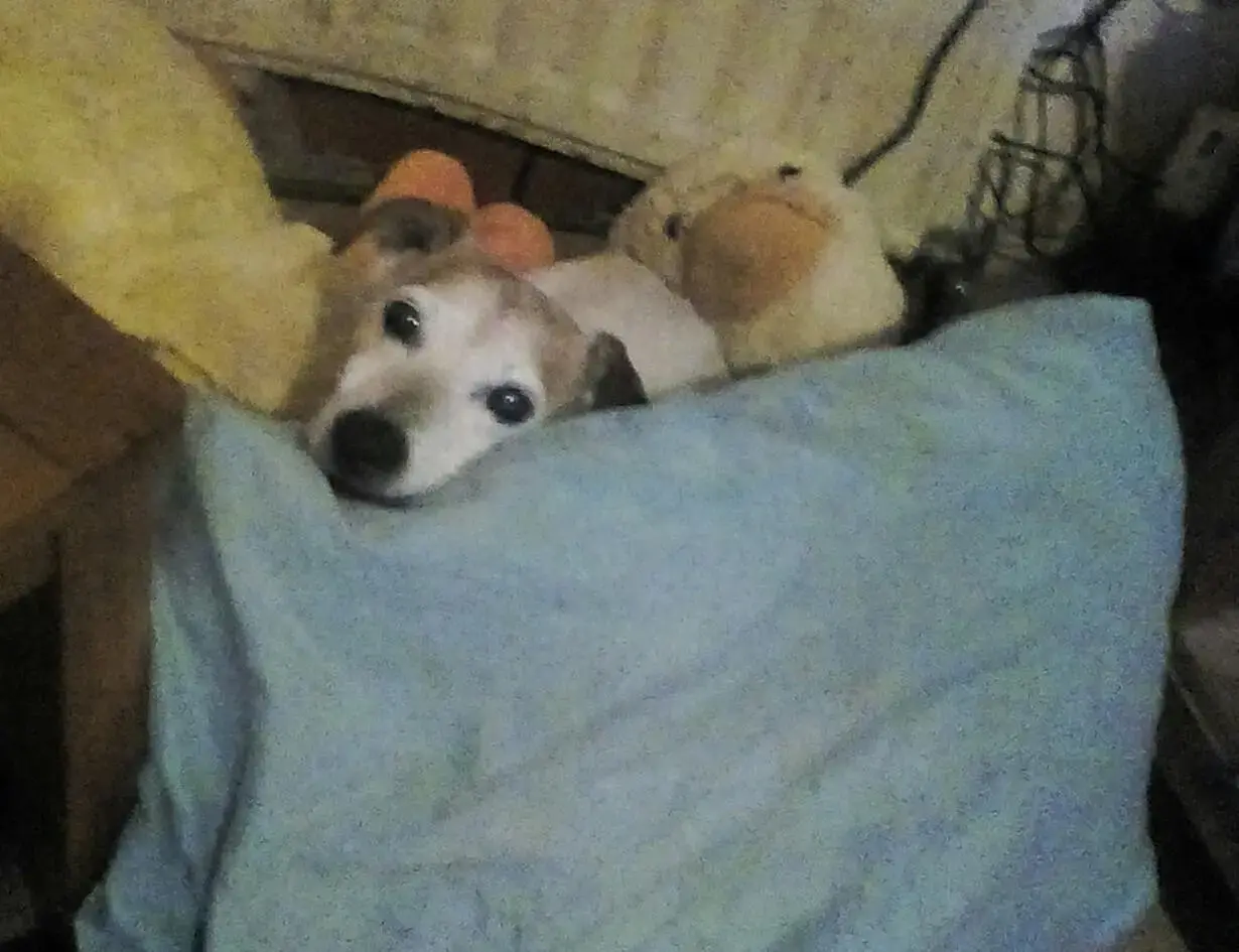 Jack Russell Terrier