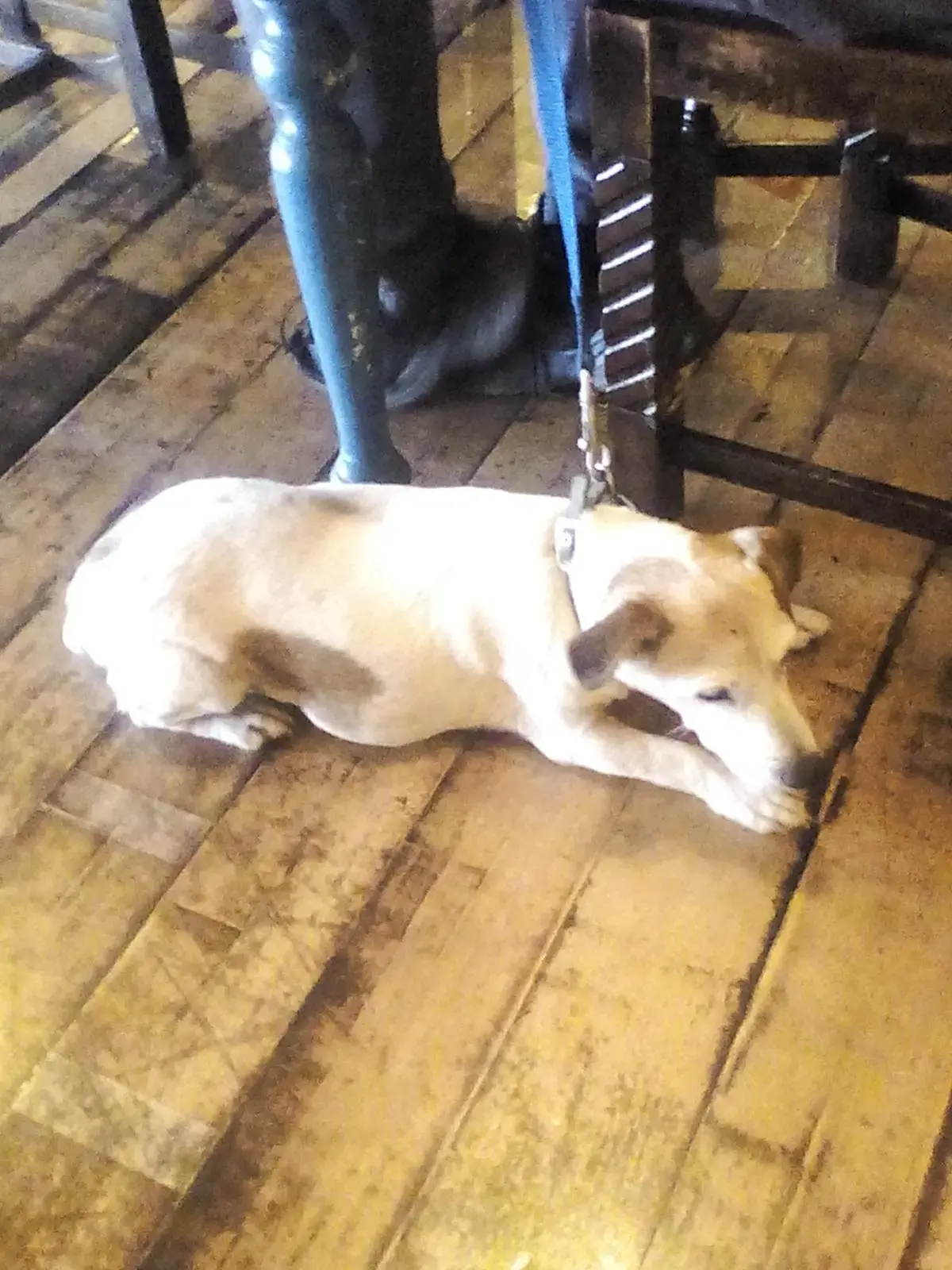 Jack Russell Terrier