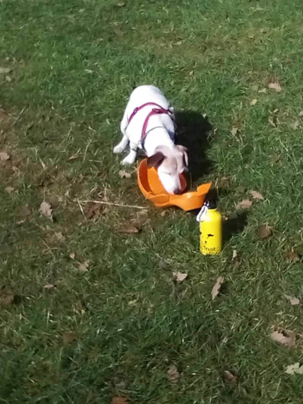 Jack Russell Terrier