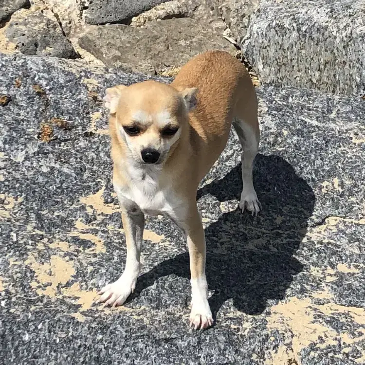 Chihuahua (Smooth Coat)
