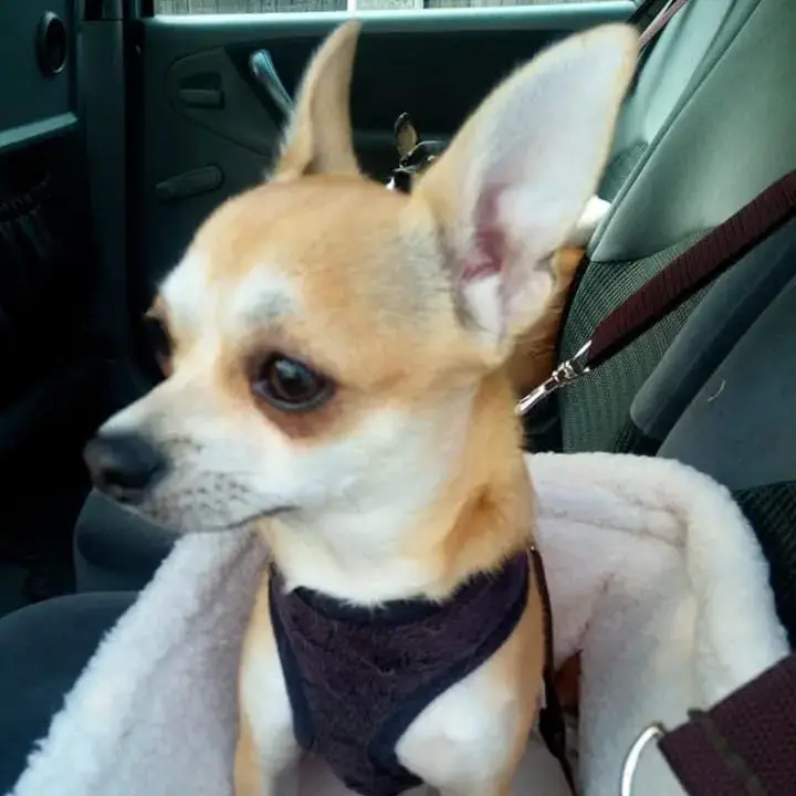 Chihuahua (Smooth Coat)