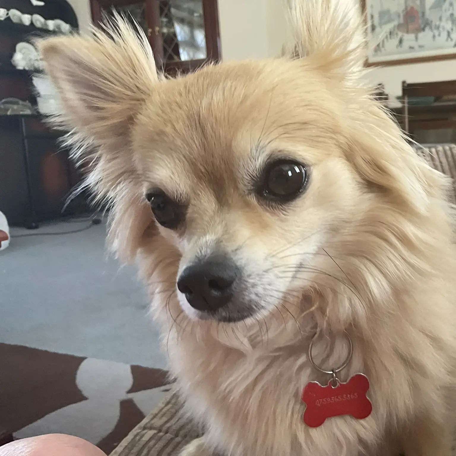 Pomeranian
