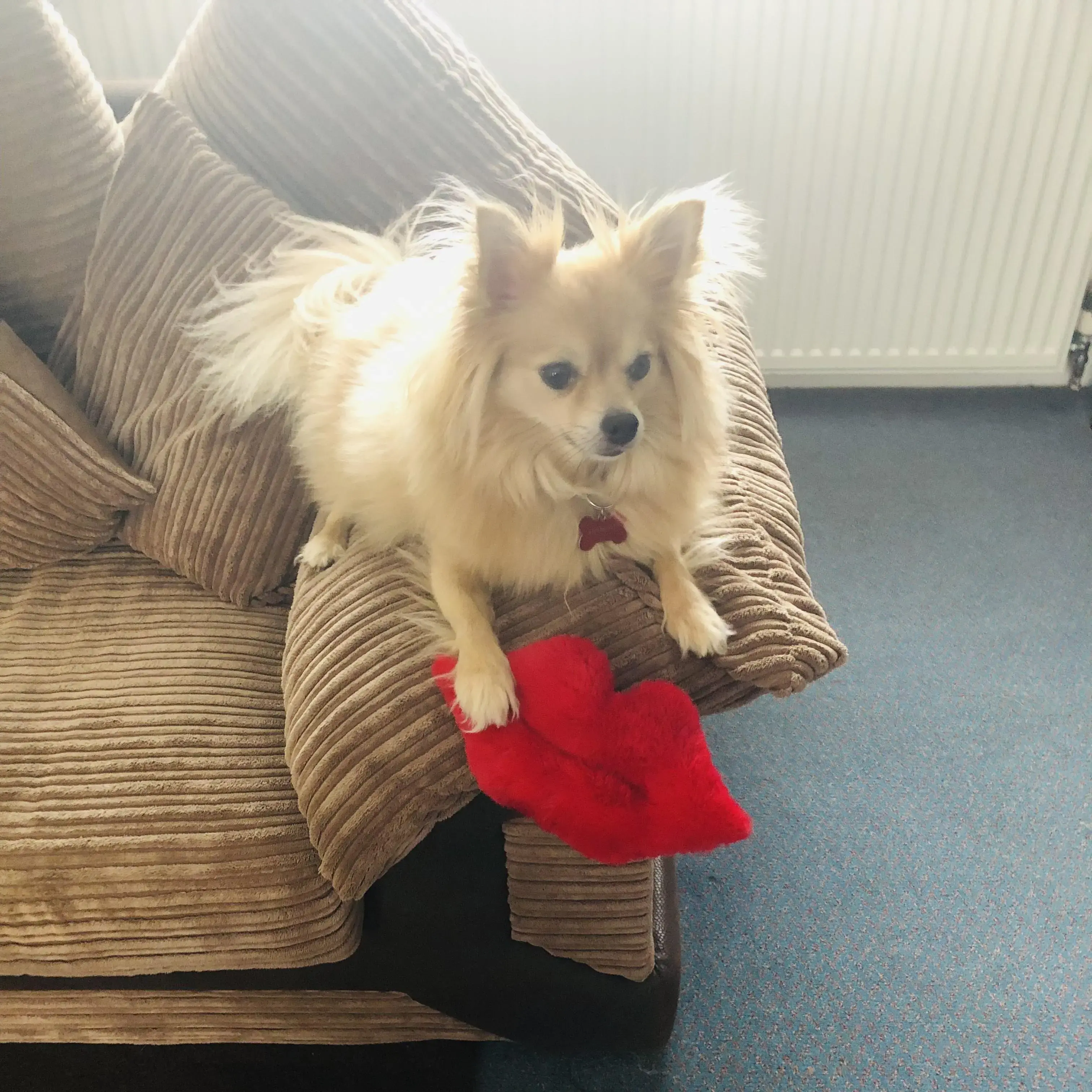 Pomeranian