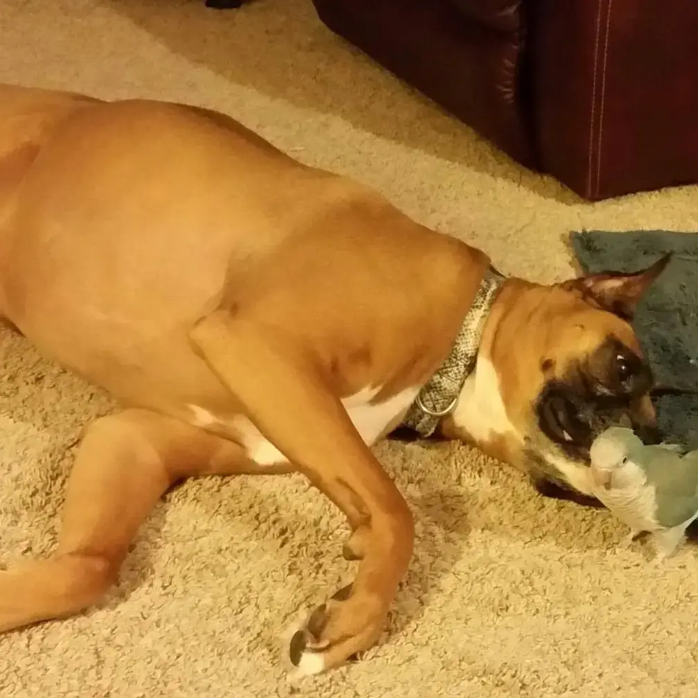 Boxer
