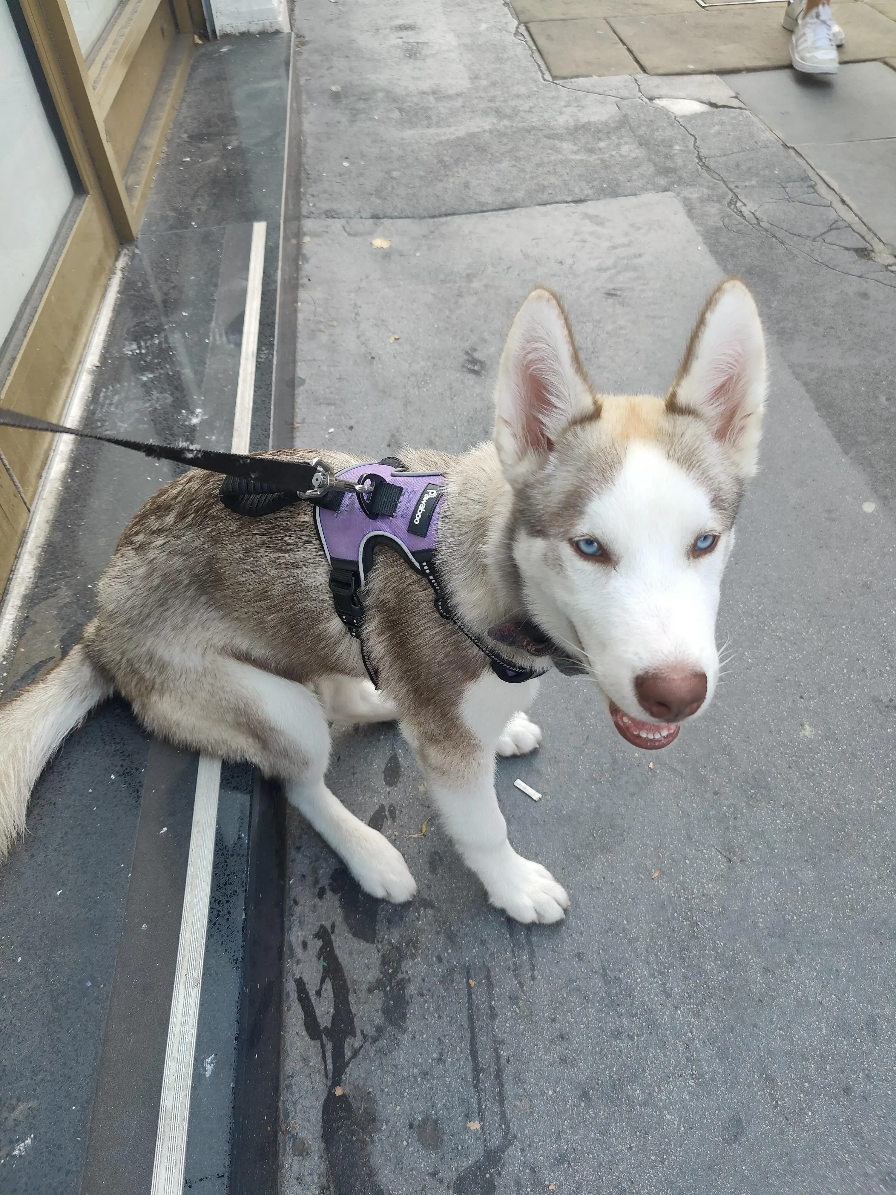 Siberian Husky