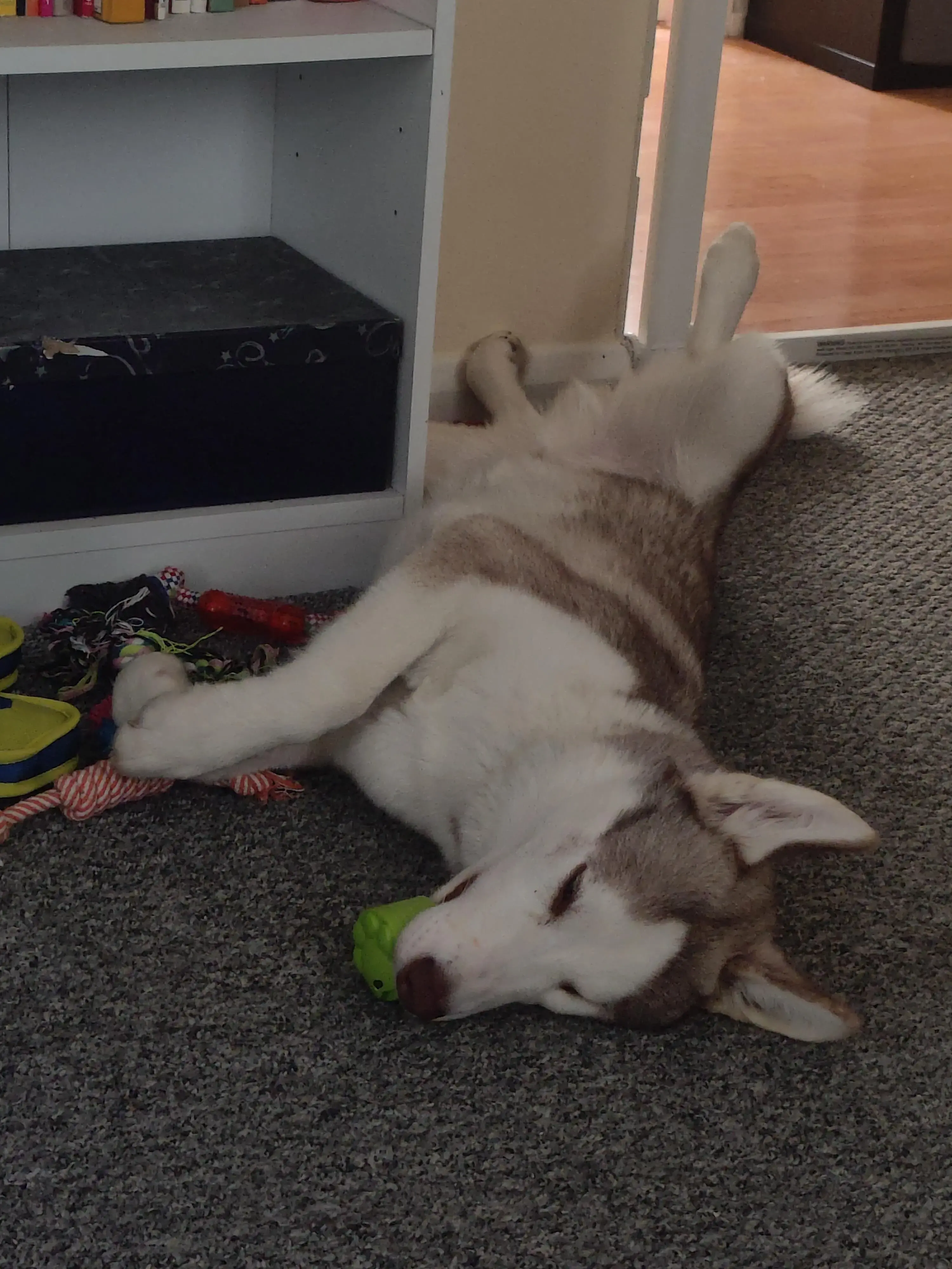 Siberian Husky