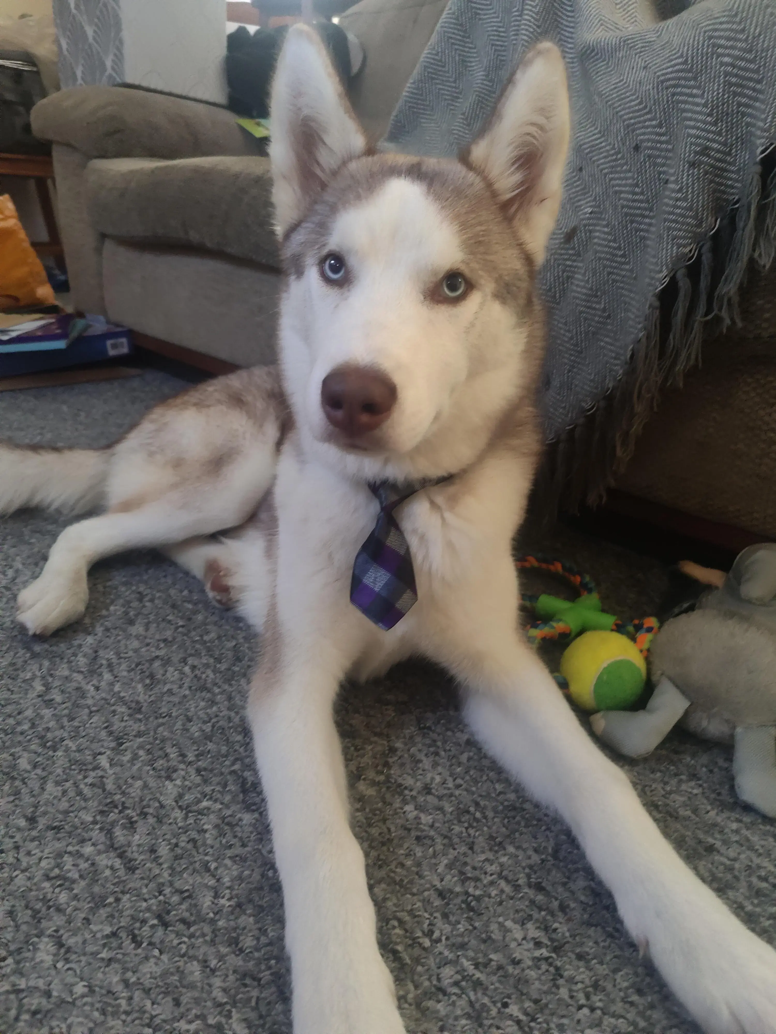 Siberian Husky