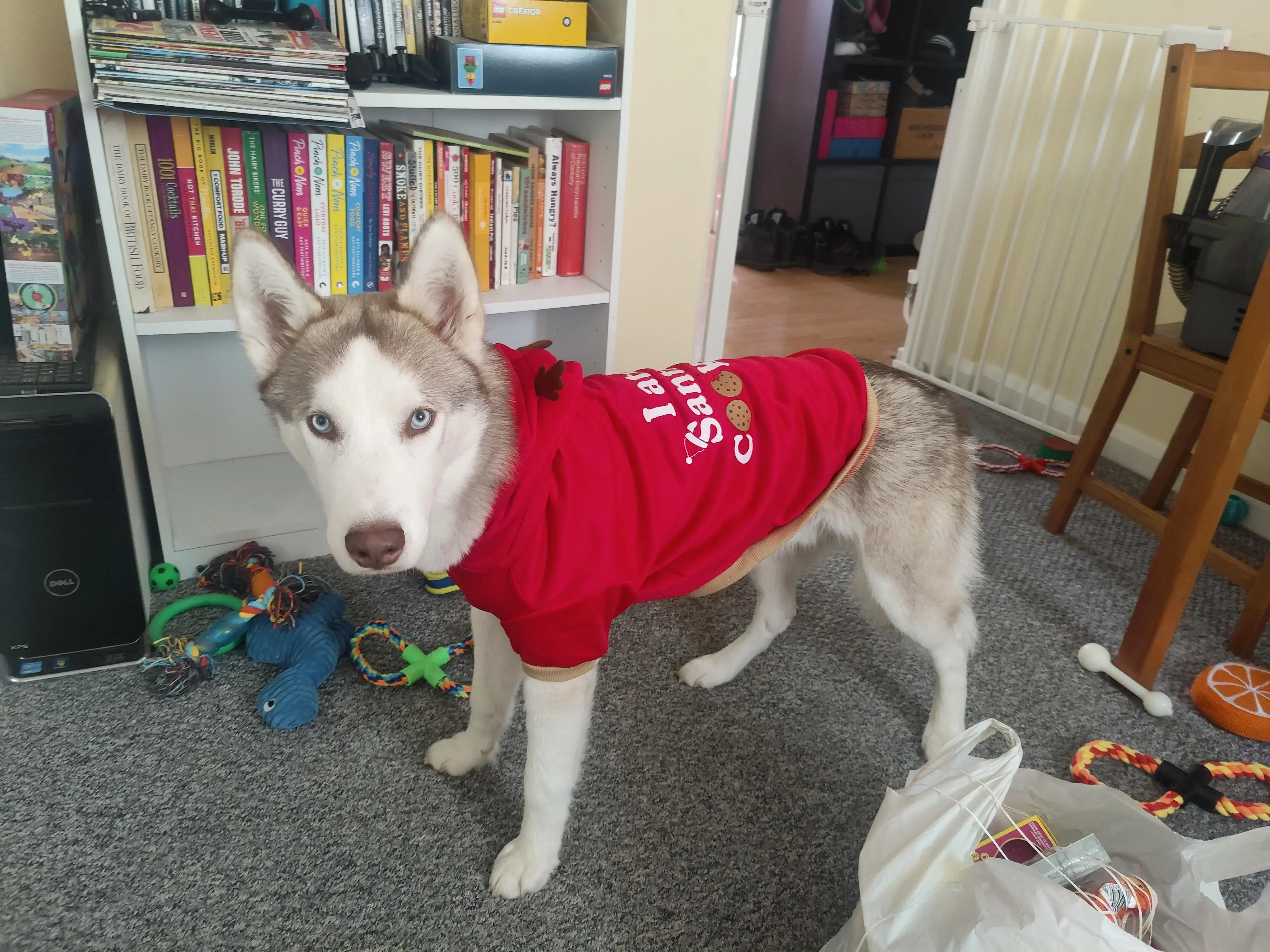 Siberian Husky