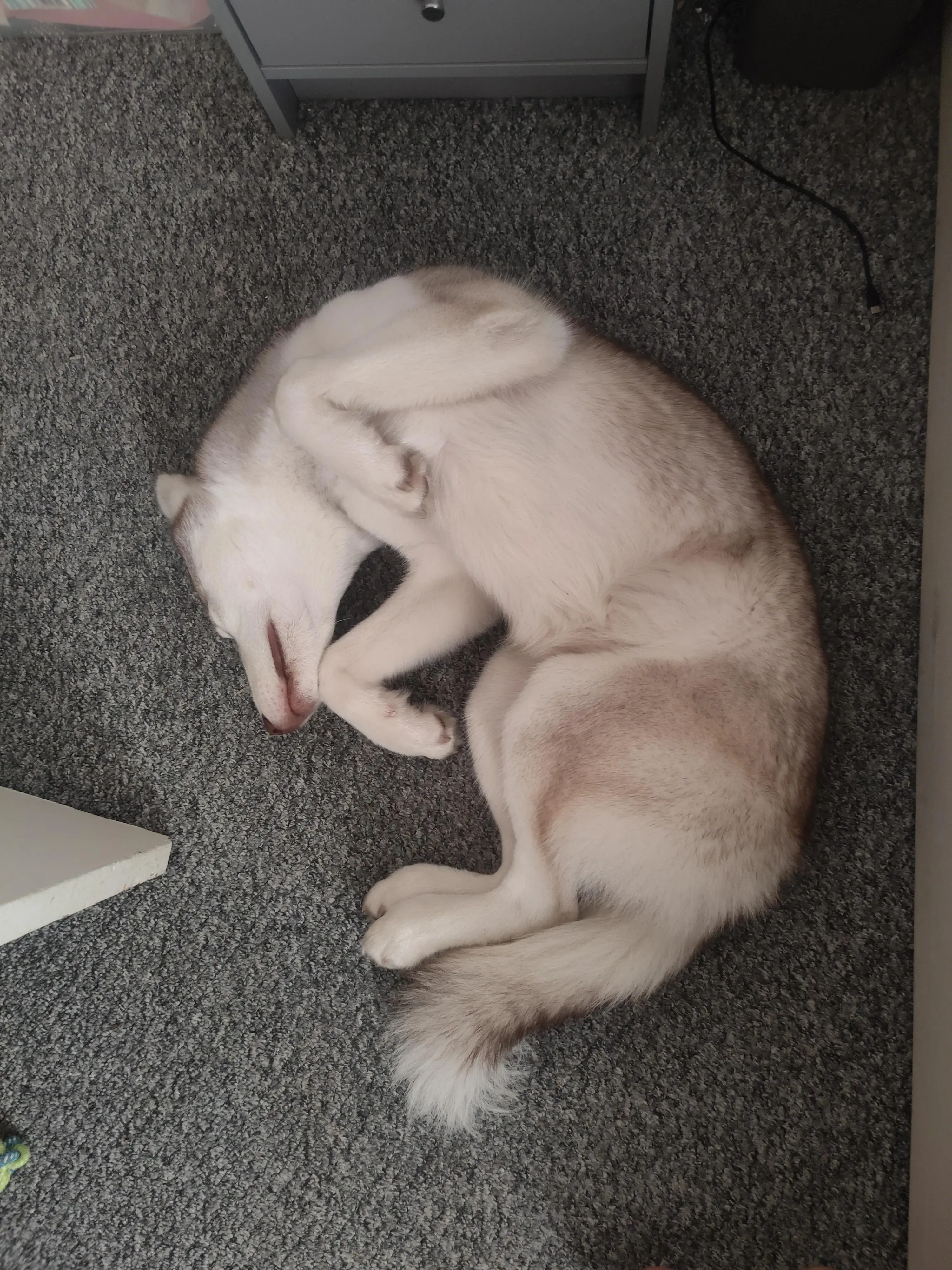 Siberian Husky