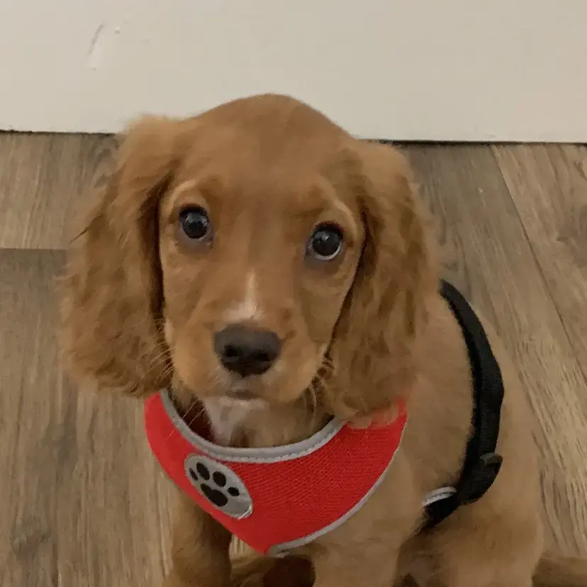 Cocker Spaniel (English)