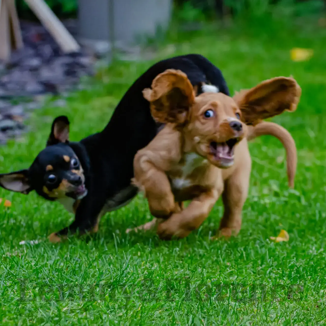 Cocker Spaniel (English)