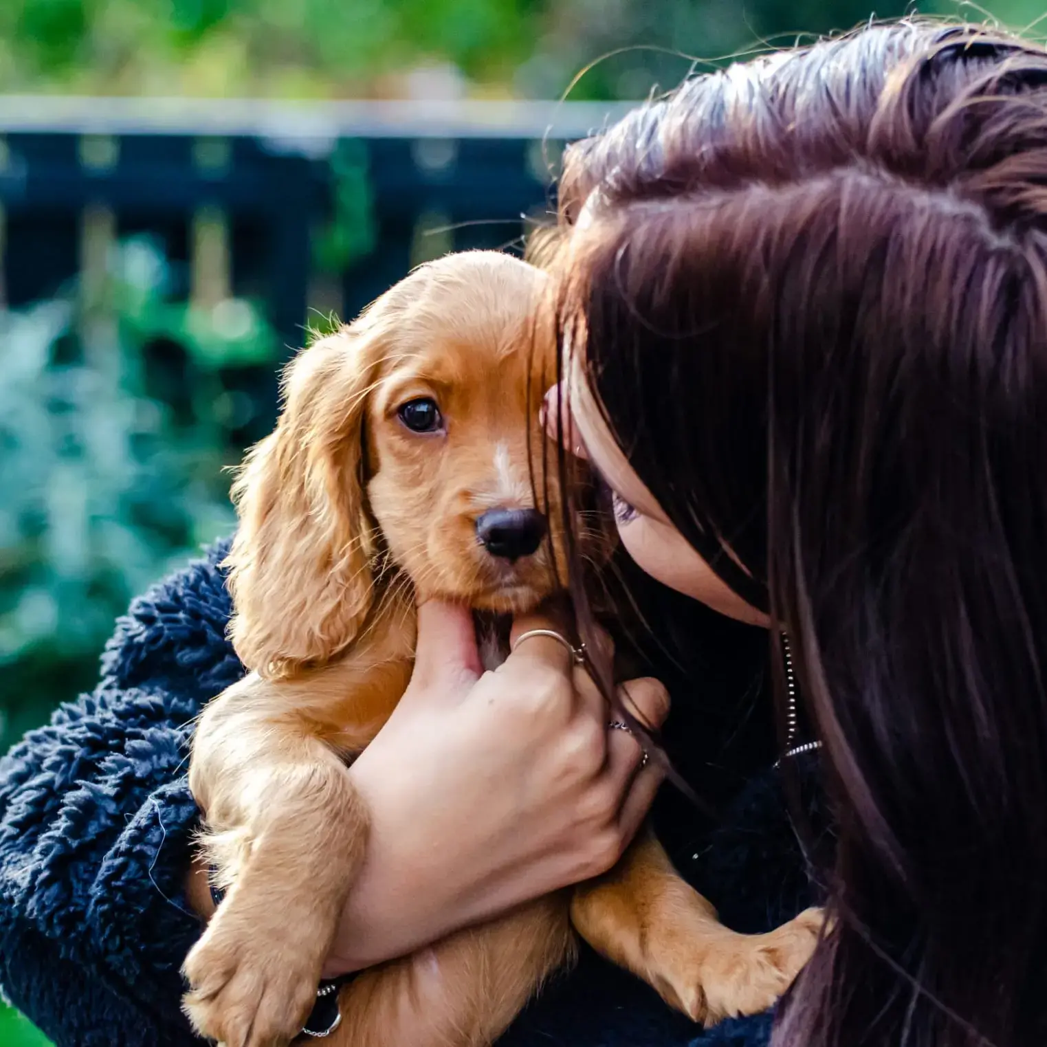 Cocker Spaniel (English)