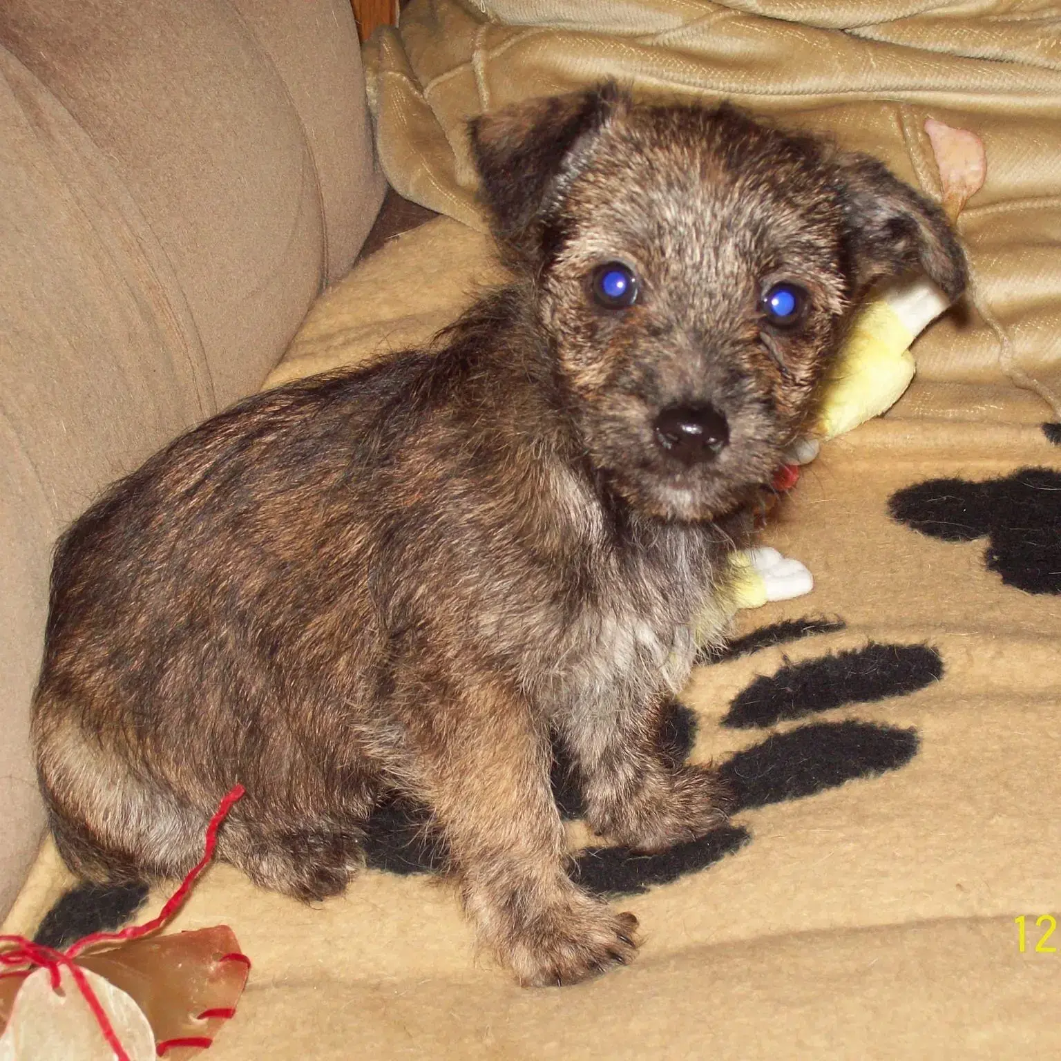 Jack Russell Terrier