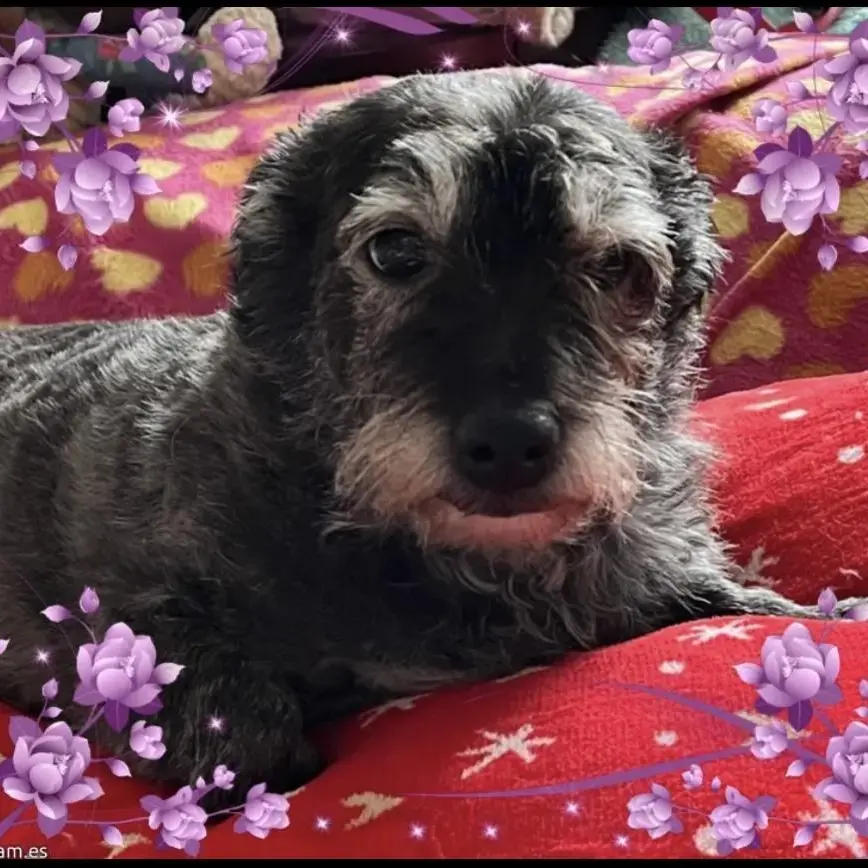Jack Russell Terrier