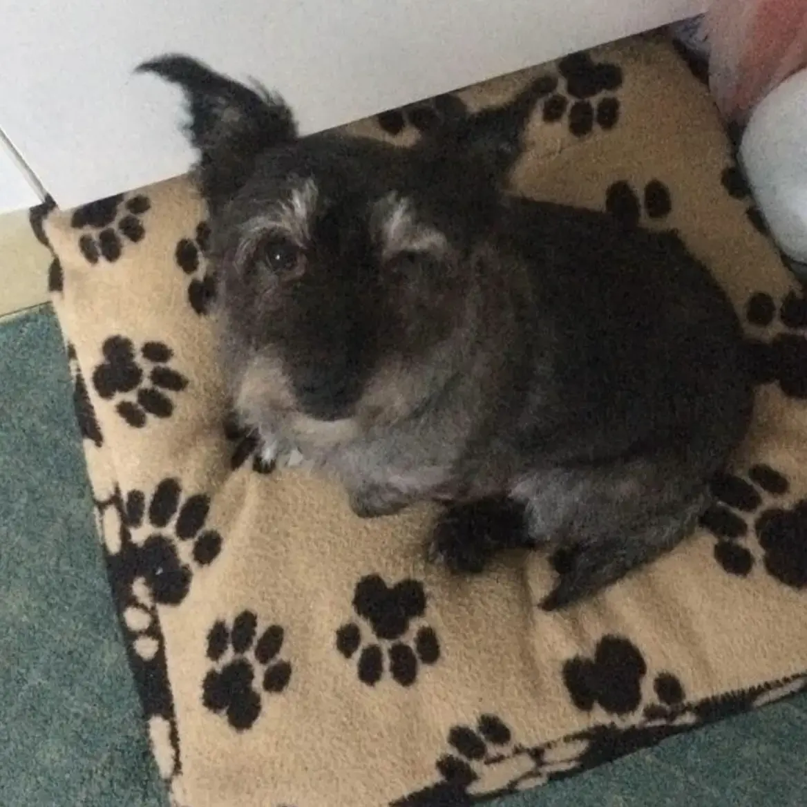 Jack Russell Terrier