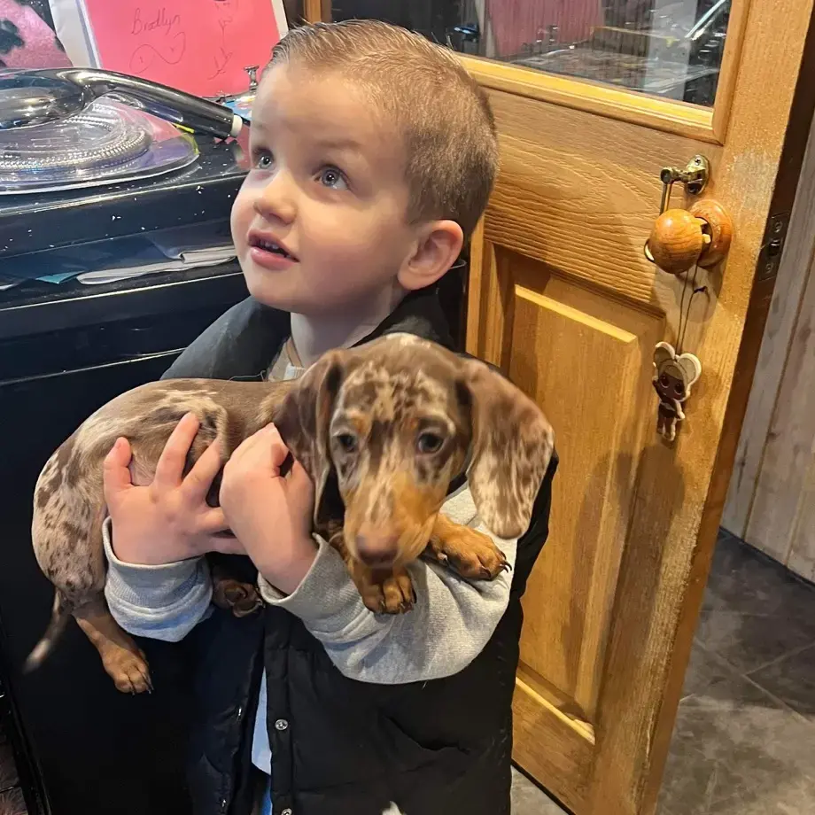 Dachshund (Miniature Smooth-Haired)