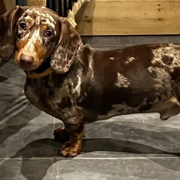 Dachshund (Miniature Smooth-Haired)
